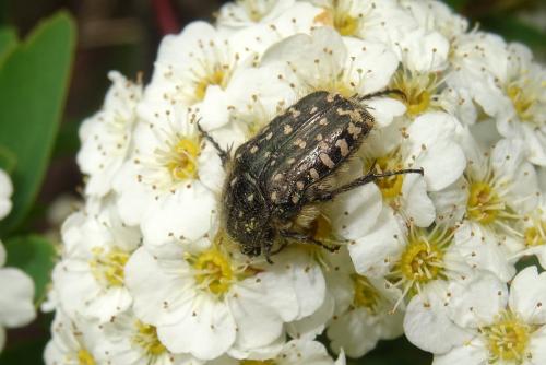 Oxythyrea funesta